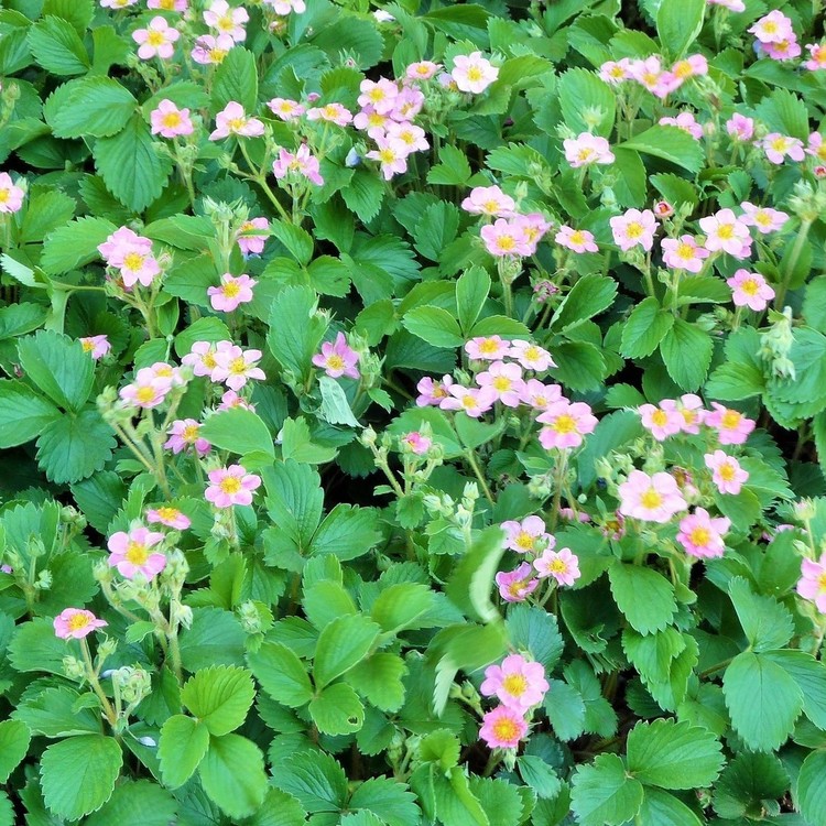 FRAGARIA Rubra William R.