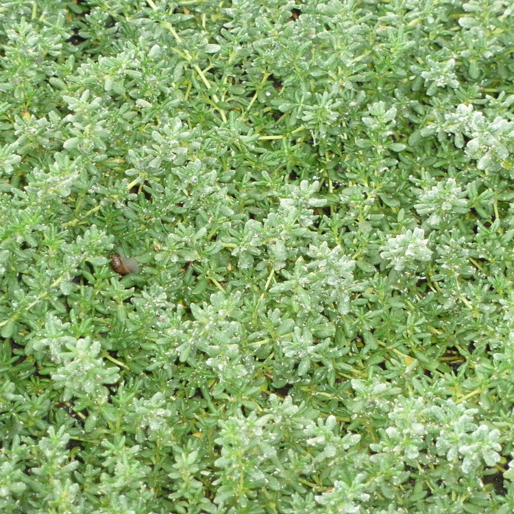 FRANKENIA Leavis