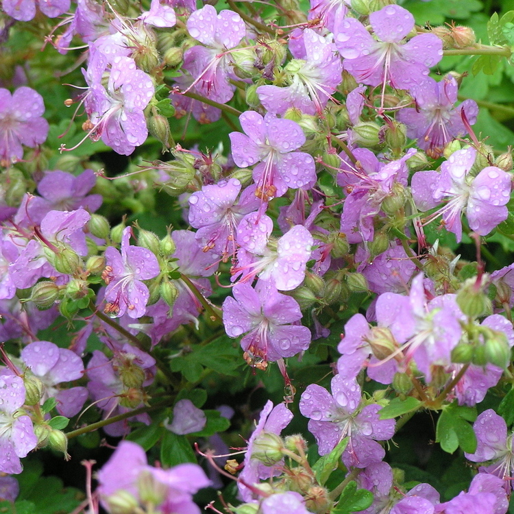 GERANIUM Cantabridgense Cambridge