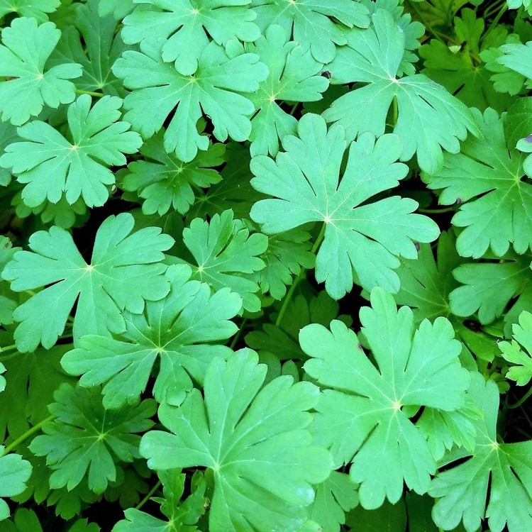 GERANIUM Cantabridgense Karmina