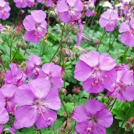 GERANIUM Cantabridgense Karmina