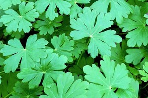 GERANIUM Cantabridgense Karmina