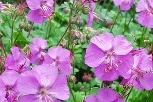 GERANIUM Cantabridgense Karmina