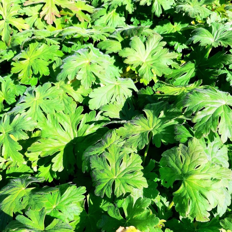 GERANIUM Macrorhizum Type