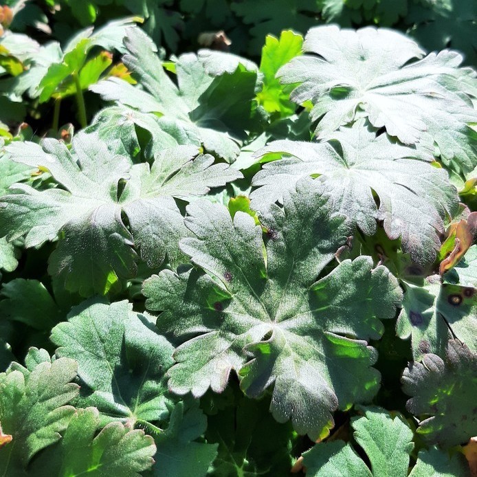 GERANIUM Macrorhizum Type