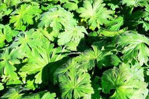 GERANIUM Macrorhizum Type