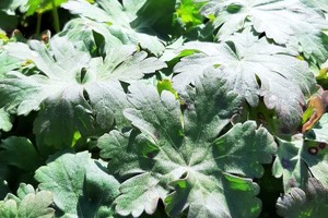 GERANIUM Macrorhizum Type