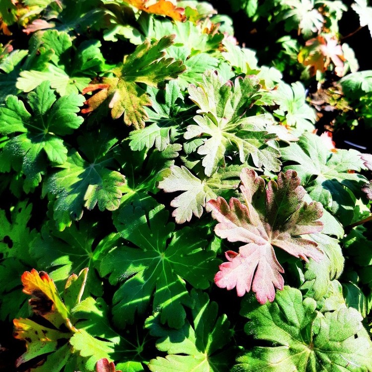 GERANIUM Macrorhizum Bevan's Variety