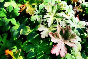 GERANIUM Macrorhizum Bevan's Variety