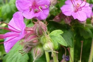 GERANIUM Macrorhizum Bevan's Variety