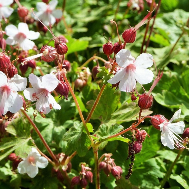 GERANIUM Macrorhizum Spessart