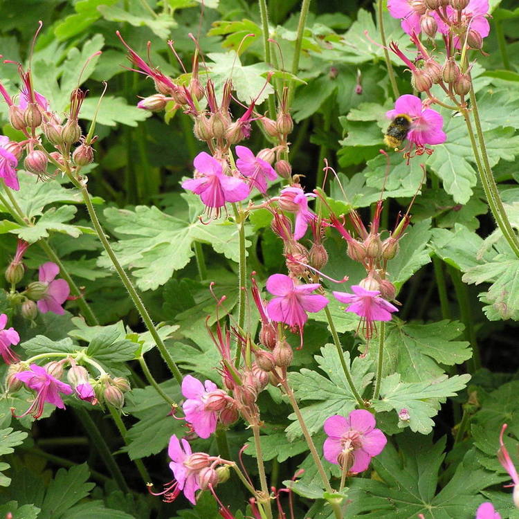 GERANIUM Macrorhizum Ingwersen