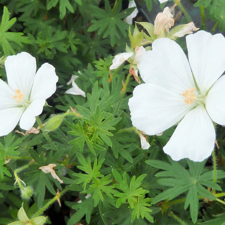 GERANIUM Sanguineum Blanc