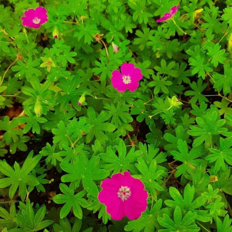 GERANIUM Sanguineum Max Frei