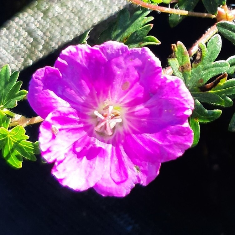 GERANIUM Sanguineum Max Frei