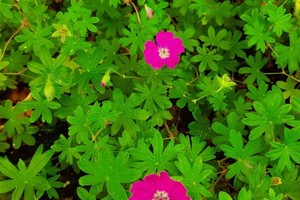 GERANIUM Sanguineum Max Frei