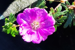 GERANIUM Sanguineum Max Frei