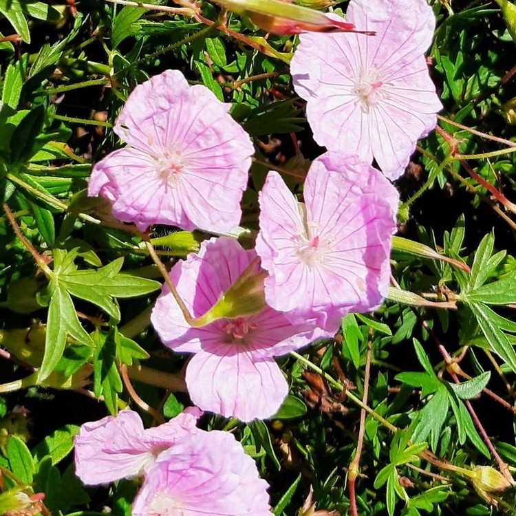 GERANIUM Sanguineum Striatum