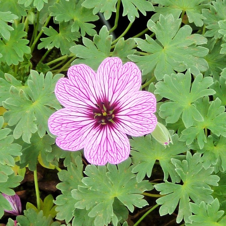 GERANIUM Cinereum Ballerina