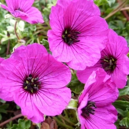 GERANIUM Cinereum Giuseppii