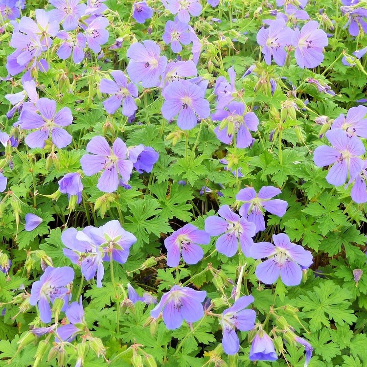 GERANIUM Jonhson Blue