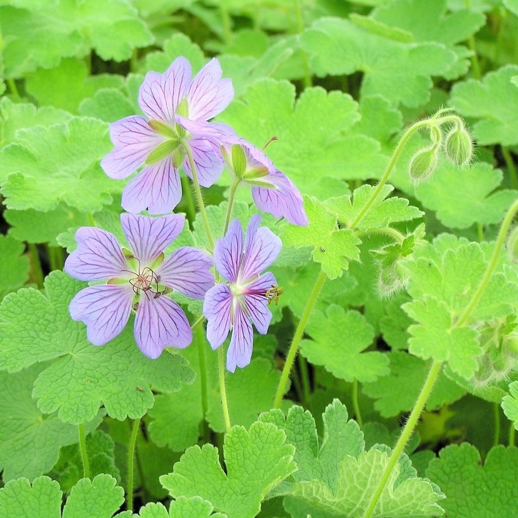 GERANIUM Renardii Philippe Vapelle