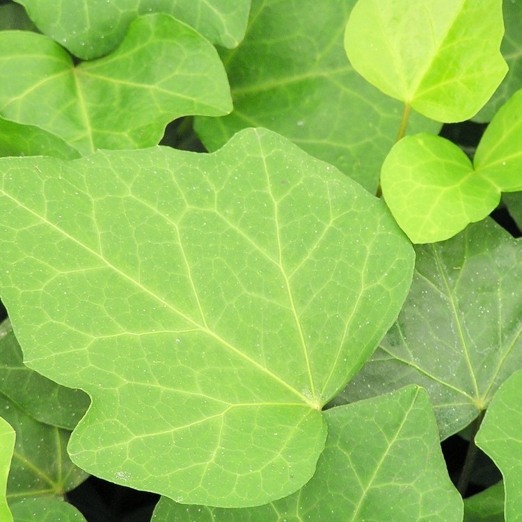HEDERA Algerian Bellecour®