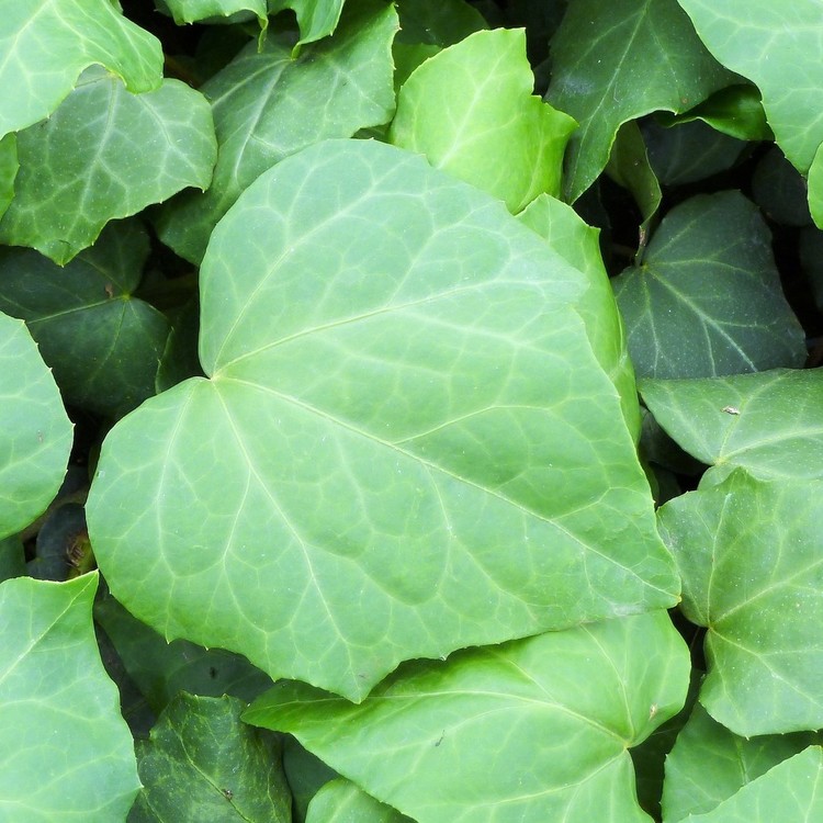 HEDERA Colchica Dentata Vert
