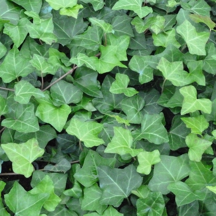 HEDERA Helix Clone Buyet®