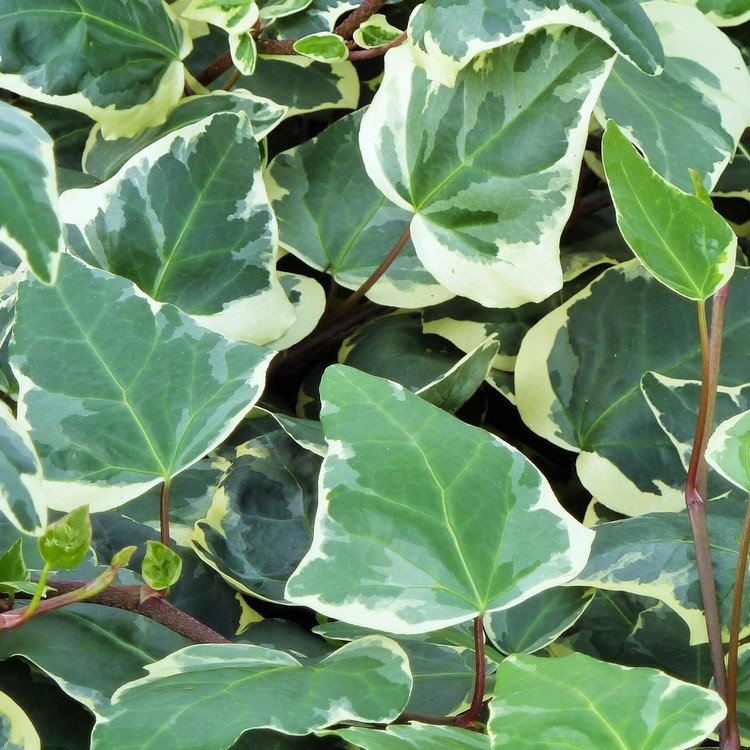 HEDERA Canariensis Gloire de Marengo