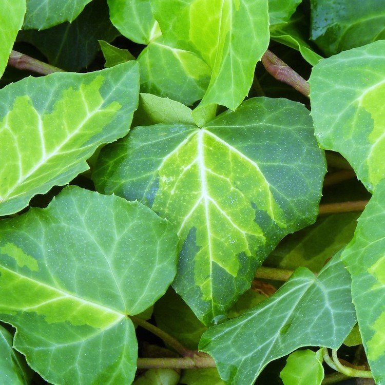 HEDERA Colchica Sulphur Heart