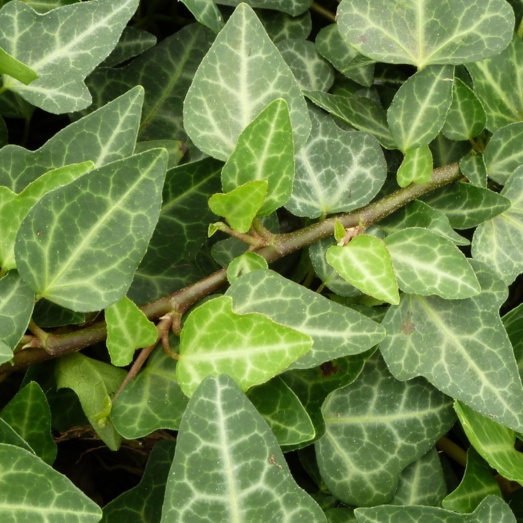 HEDERA Helix  Aracena