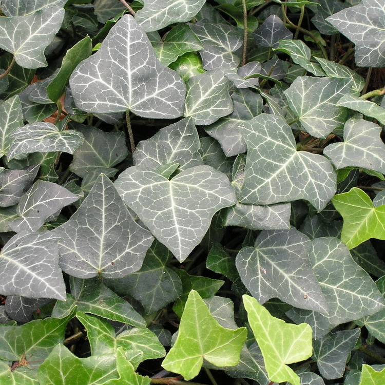 HEDERA Helix Baltica