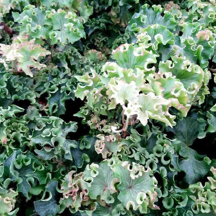 HEDERA Helix Filigran