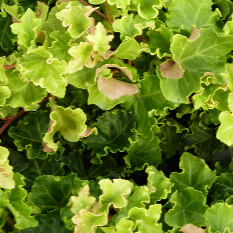 HEDERA Helix Parsley Crested