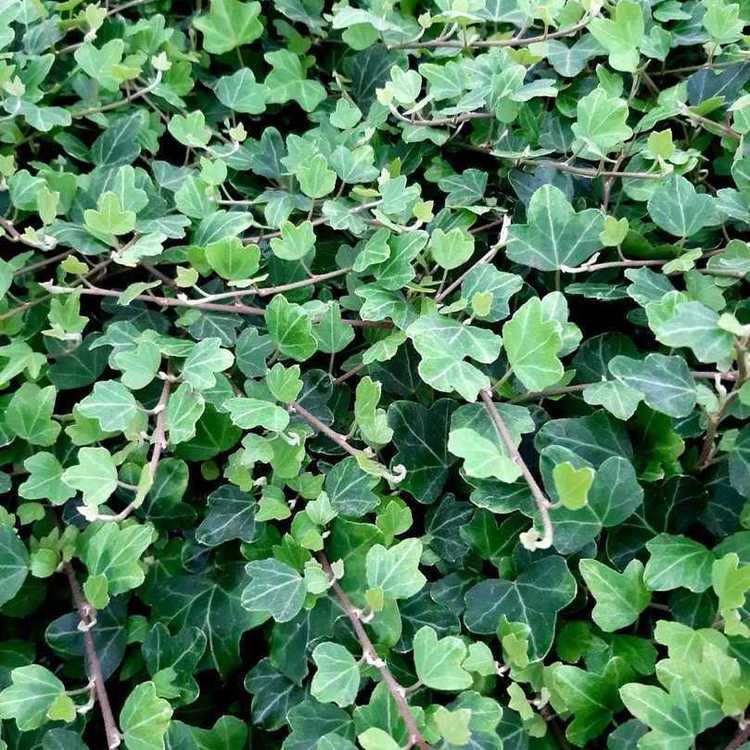 HEDERA Helix Duckfoot
