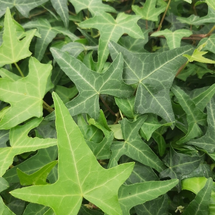 HEDERA Helix Koniger's Auslese