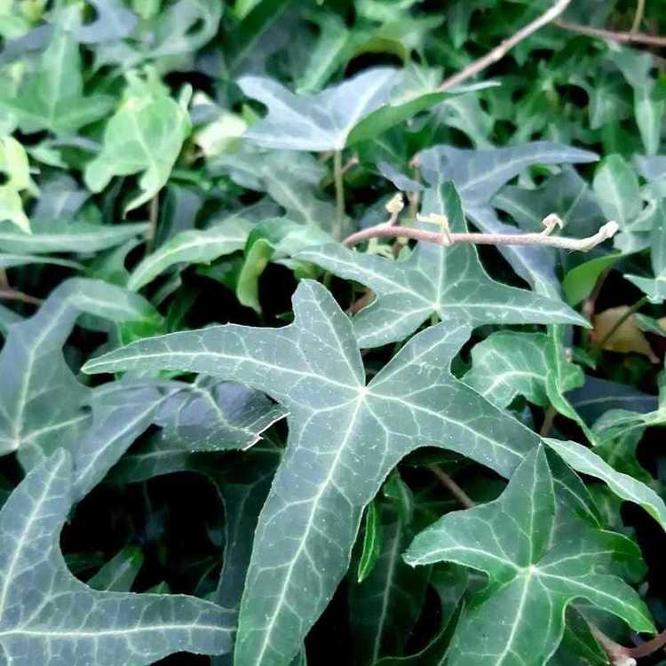 HEDERA Helix Pixie