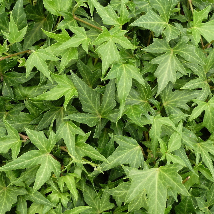 HEDERA Helix Ritterkreuz