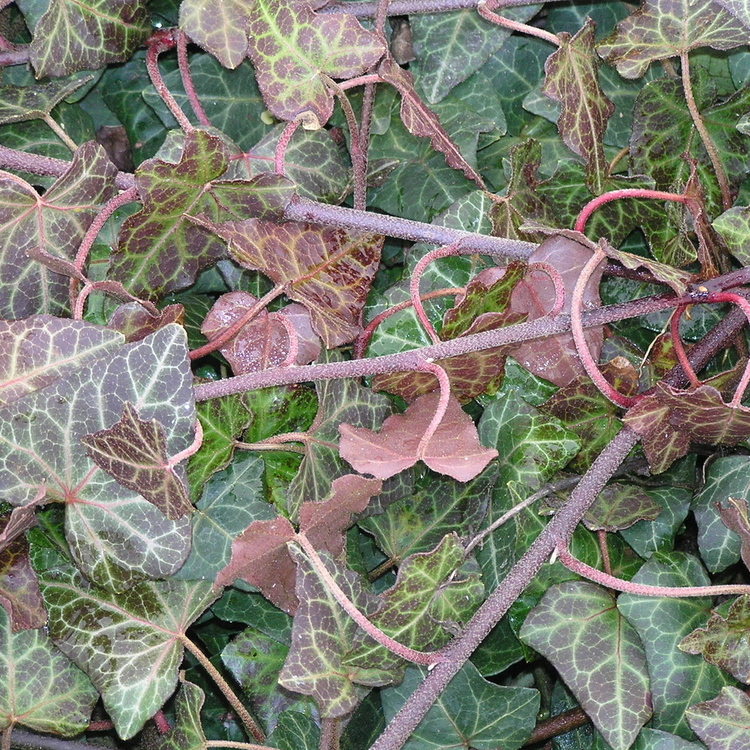 HEDERA Helix Rouge Hivernal