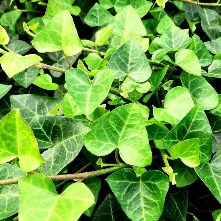 HEDERA Helix Sark