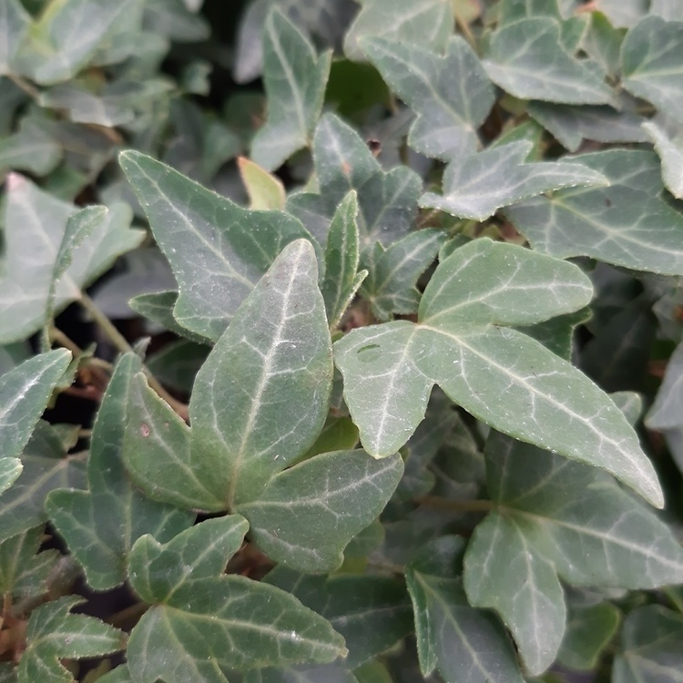 HEDERA Helix Shamrock