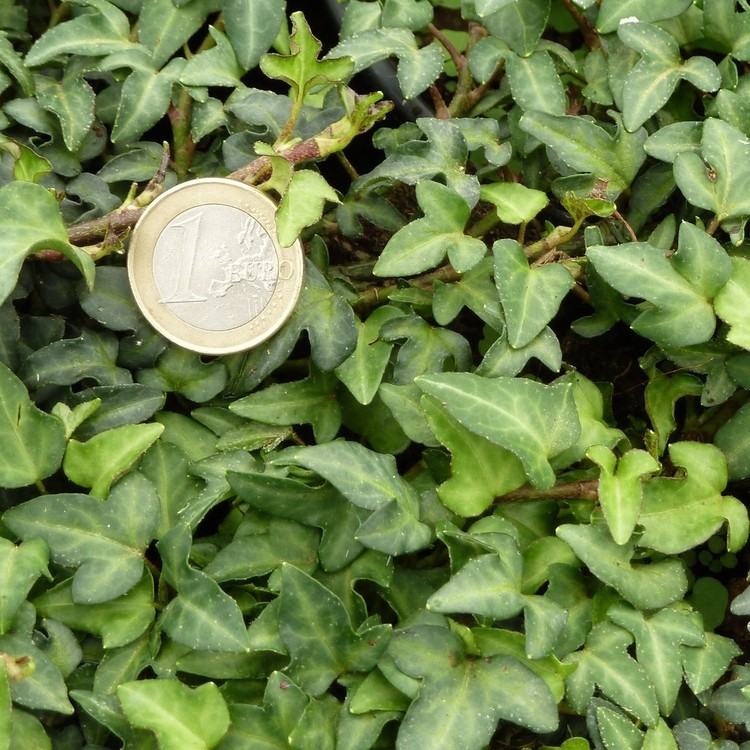 HEDERA Helix Spetchley