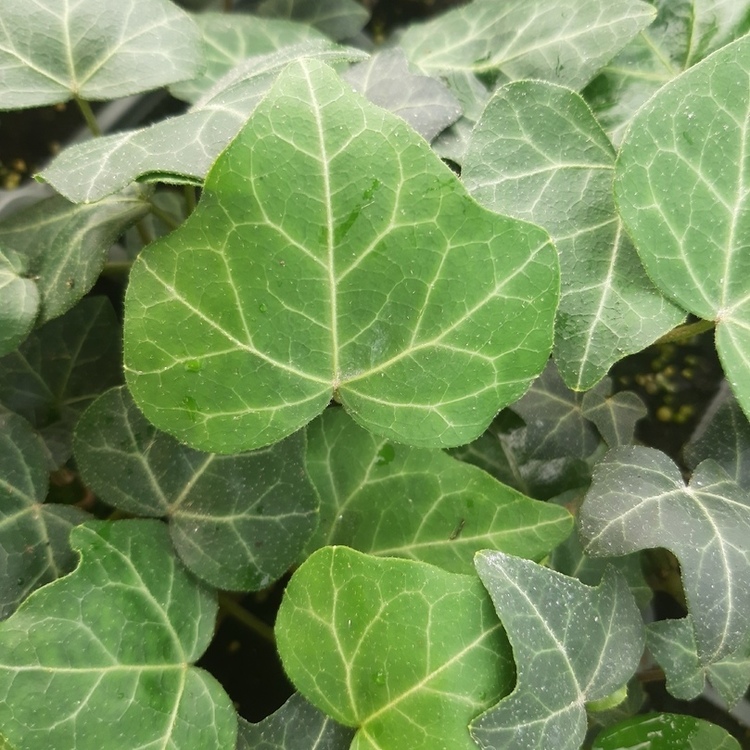 HEDERA Helix Woerner