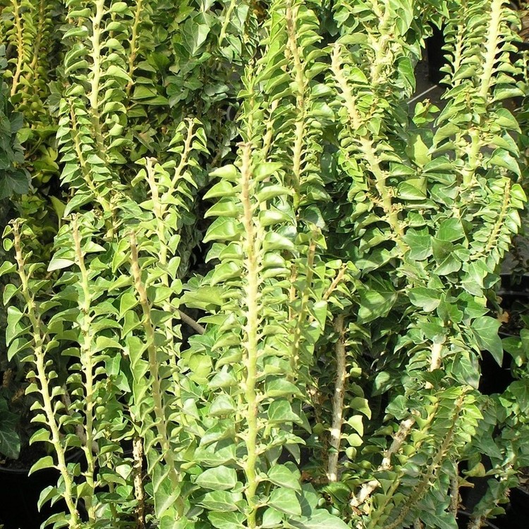 HEDERA Helix Erecta Stricta
