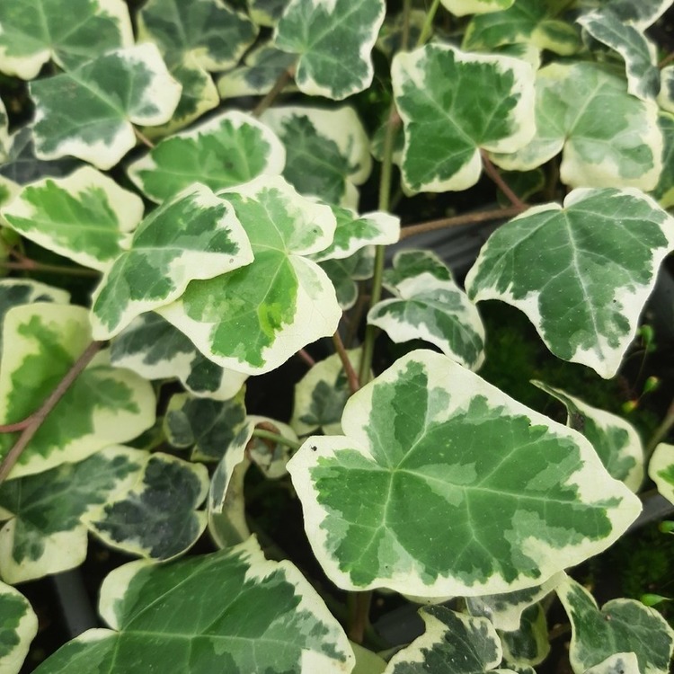 HEDERA Helix Chester