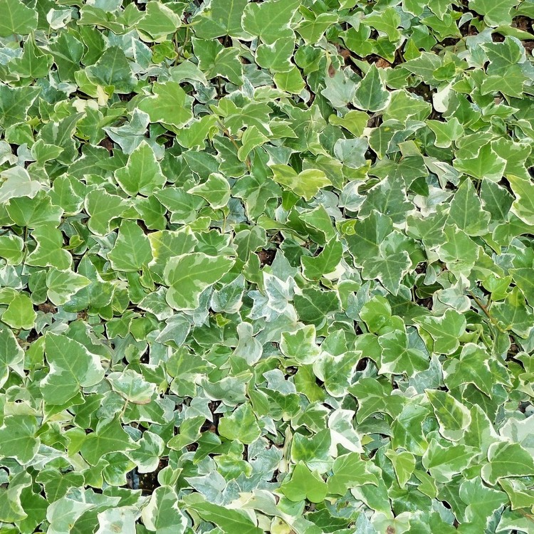 HEDERA Helix Glacier