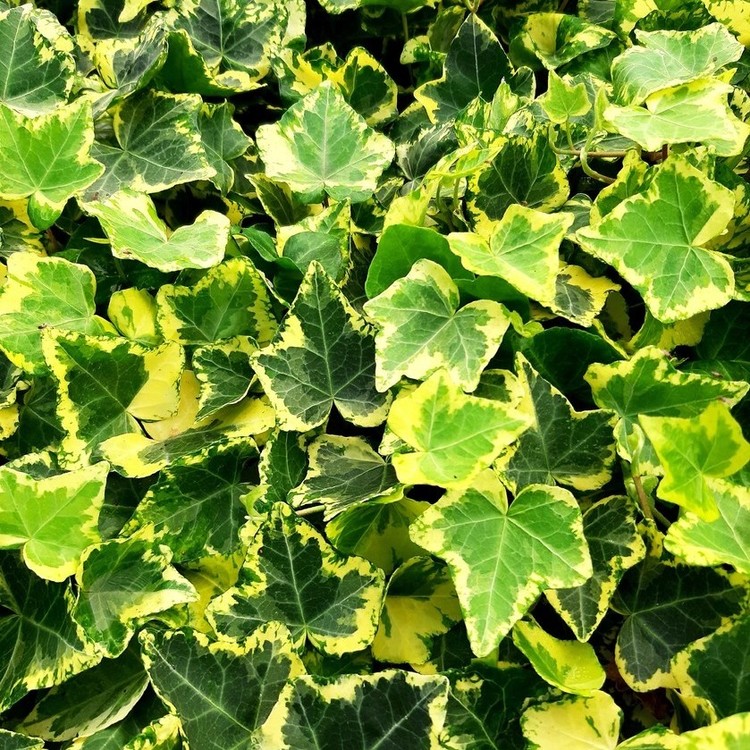 HEDERA Helix Golden Ingot