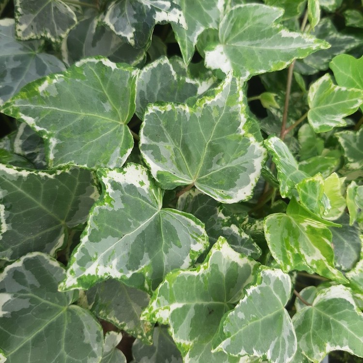 HEDERA Helix Golden Kolibri