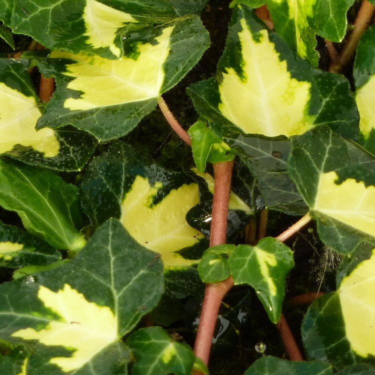 HEDERA Helix Goldheart